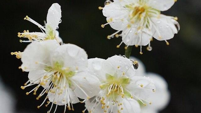 [날씨] 큰 일교차에 남부·제주 봄비…수도권·영남 미세먼지 ‘나쁨’