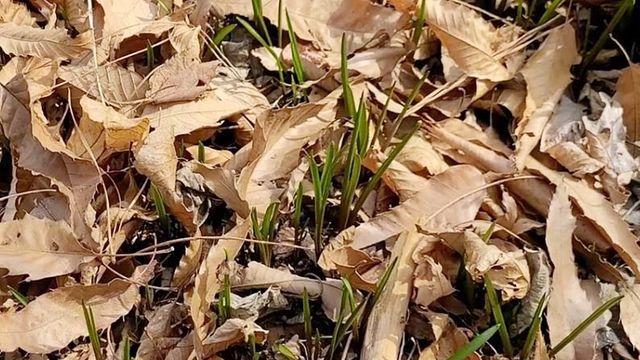 잡초 아니었어?…남자가 먹으면 정자에 그렇게 좋다는 '천연 정력제' 이것
