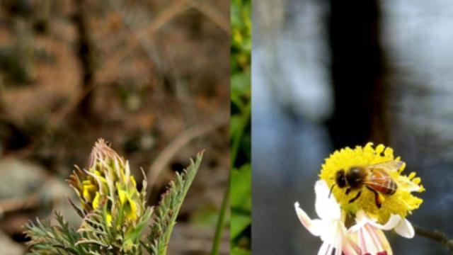 [자연IN] 작은 꽃잎 속에 정교한 무늬와 색깔 존재