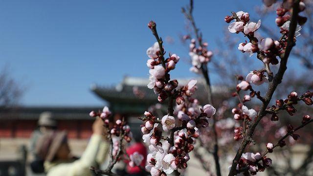 [날씨] 내일 최고 23도 포근한 봄날…미세먼지는 '나쁨'