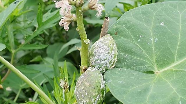 들판에 널렸는데…남성 정력에 좋아 '천연 비아그라'로 불리는 이것