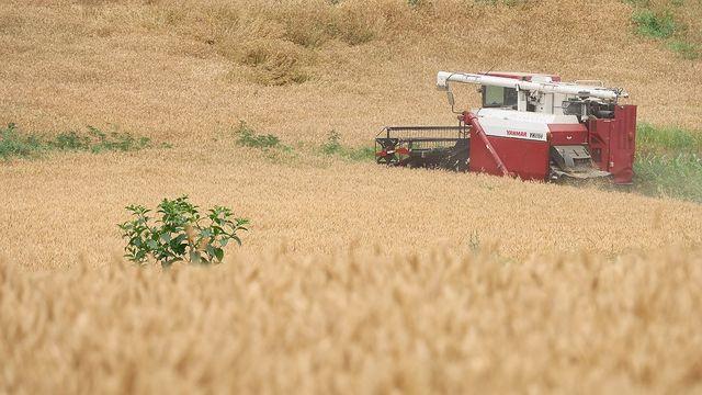 농식품부, 2030년까지 밀 자급률 8% 목표…고품질 밀 생산 지원