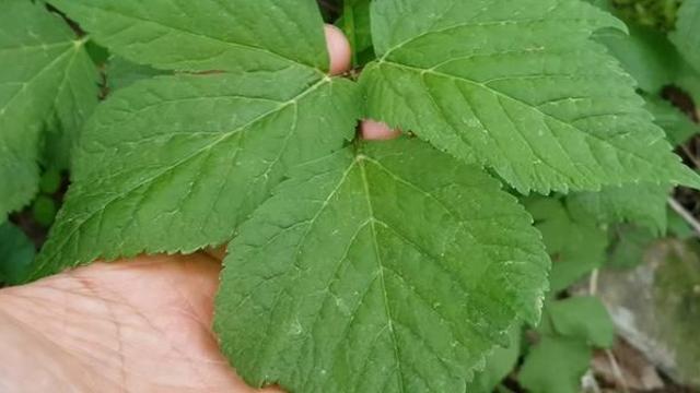 분명 나물인데, 특유의 '쓴맛'이 없어 아이들도 맛있게 먹는 '나물'