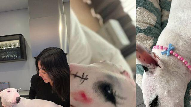 '반려견 학대·낙서 논란' 이혜영, 깨끗해진 강아지 공개…삭제 후 사과 없이 해명