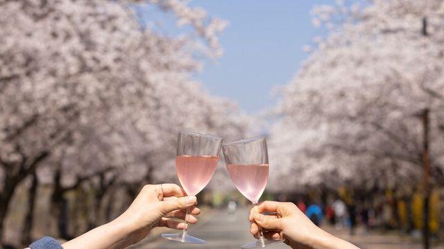 벚꽃 시즌 타고 뜬 ‘꽃캉스’···전국 14곳에서 즐기는 봄 여행
