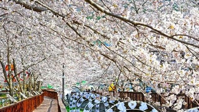 ‘연분홍빛 벚꽃 설렘’ 진해군항제 개막… “'이것' 적발 시 즉시 퇴출”