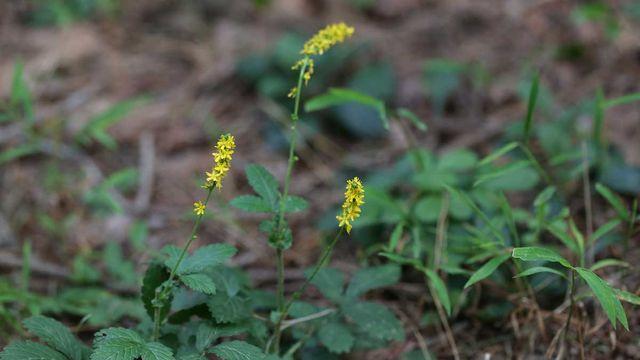 드라마 '대장금'에도 나온 그 풀…인디언도, 유럽 귀족도 찾았다는 '약초'의 정체