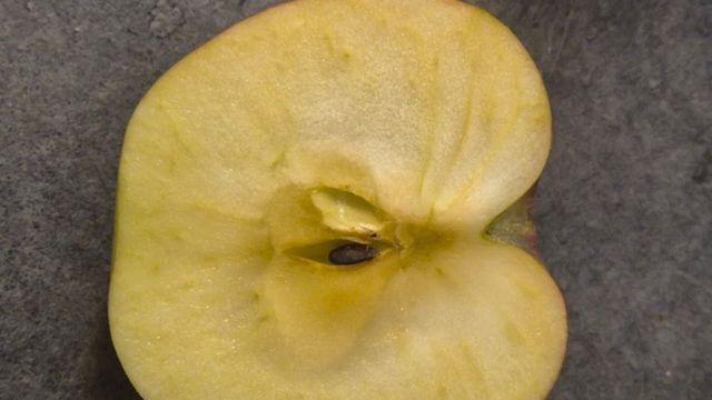 '버리지 마세요, 오히려 전보다 더 맛있어집니다..' 갈변된 사과, 다시 맛있게 먹을 수 있는 '긴급 소생' 방법