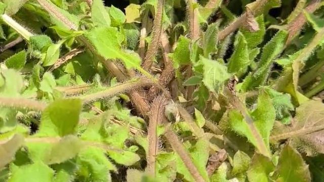 잡초가 맞지만, 제대로 손질해 먹으면 '보약'이 된다는 '이 나물'