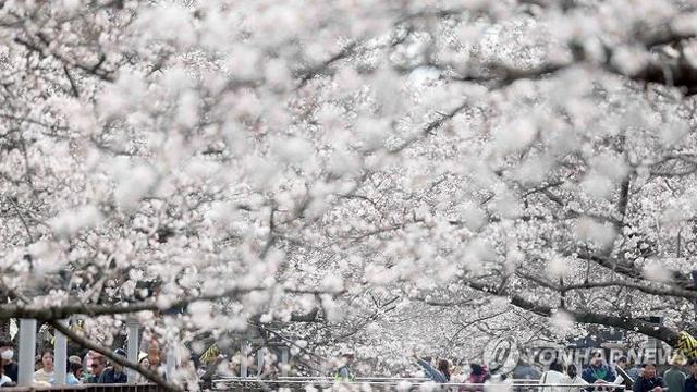 진해 도심 연분홍 벚꽃 넘실…여좌천·경화역 상춘객들로 북적