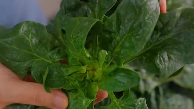 시금치에 '이 재료' 넣고 같이 볶아 보세요...반찬가게도 부러워합니다