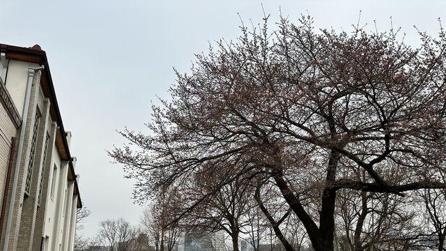 서울 벚꽃 '공식' 개화…작년보다 엿새, 평년보다 열흘 일러