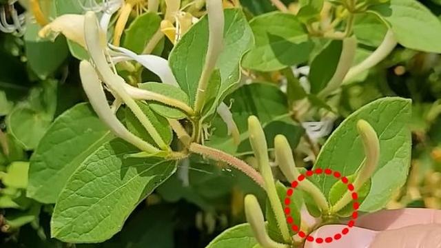 탈모인들에게 '희소식'...먹으면 빠진 머리카락도 생겨날 정도라는 '이 나물'