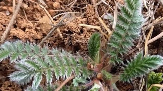 고3이 꼭 먹어야 해...특히 봄에 섭취해야 '보약'이 된다는 '산나물'