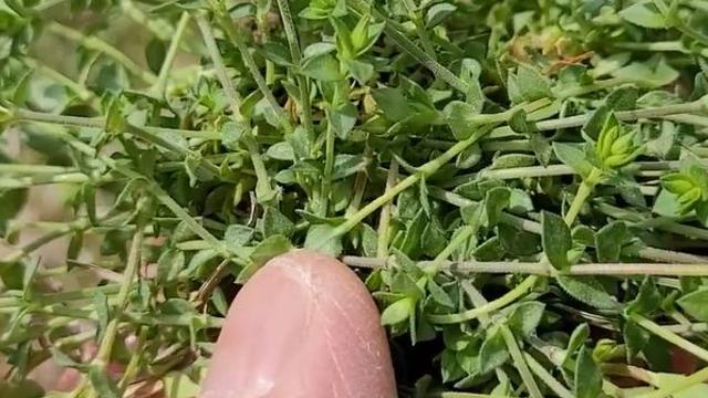 너무 자주 보여서 '잡초' 같지만, 알고 보면 귀한 반찬이라는 '봄나물'