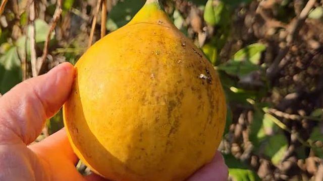 귤 아니었어?…당뇨에 좋아 '하늘이 내린 약초'로 불리는 이것