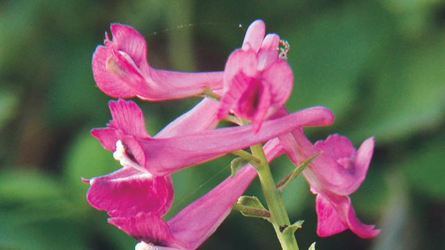 [하루, 꽃말] 현호색-희소식