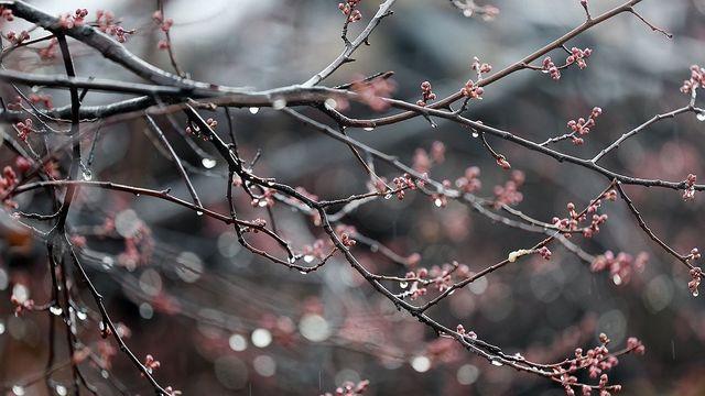 [날씨] 전국 흐리고 봄비…수도권 등 미세먼지 '나쁨'
