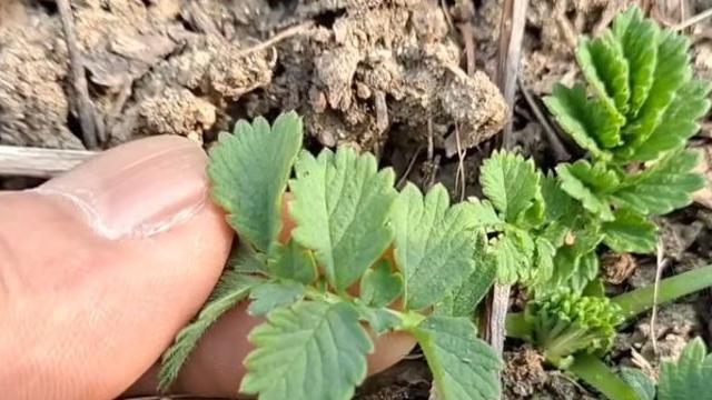 먹으면 먹을수록 소화가 절로 되는데, 알고 보니 '천연 정력제'로 유명한 '이 나물'