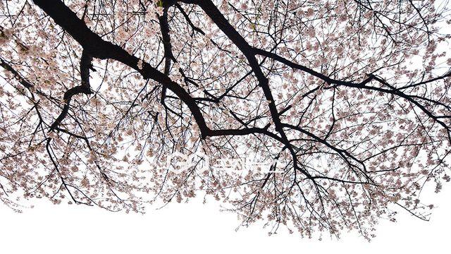 2026 서울 벚꽃개화, 만개시기 언제일까? 봄꽃 명소와 축제 '주목'