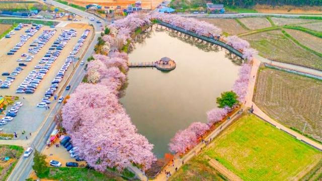 버려진 연못이었는데... 당진 가면 무조건 들러야 하는 '벚꽃 야경' 명소