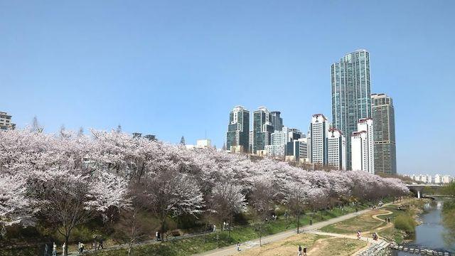반려견과 함께 달리기 좋은 계절별 서울 러닝 코스 4