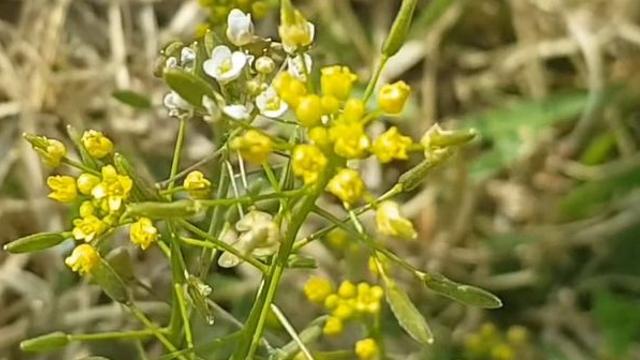 잘못 먹으면 이 망가진다...냉이와 꽃다지 제대로 '구분'하는 법