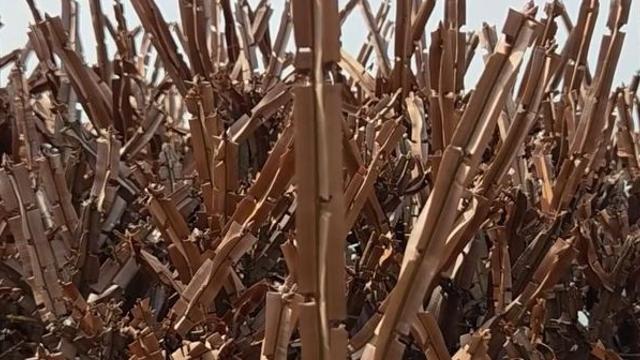 나무줄기 아닙니다...'쓴맛'이 없어 온 가족이 먹을 수 있다는 '명품 봄나물'