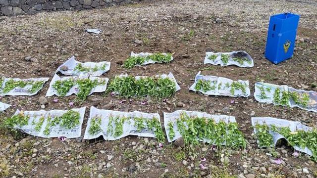 제주해경, 양귀비·대마 4개월간 단속…