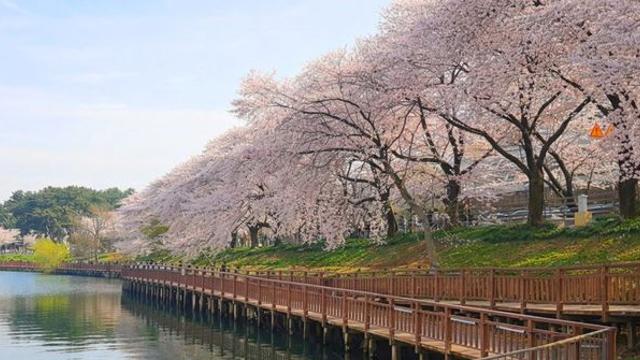 입장료 0원인데 이런 풍경이?... 호수를 완전히 휘감은 '6km 벚꽃길' 정체