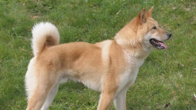 산책 중 반려견에 달려든 개 막으려다 물린 60대 중상