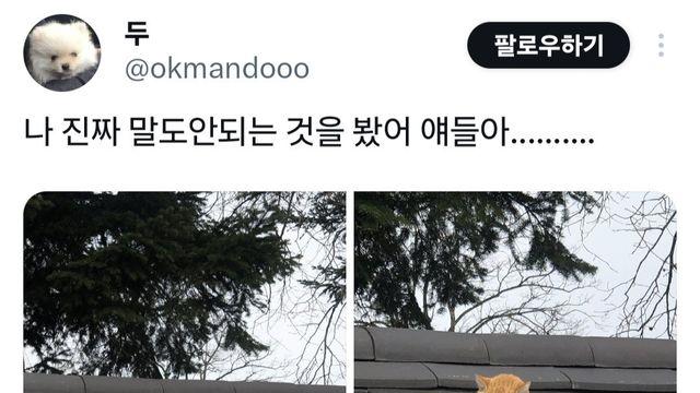 경주에서 자주 목격된다는 치즈 고양이
