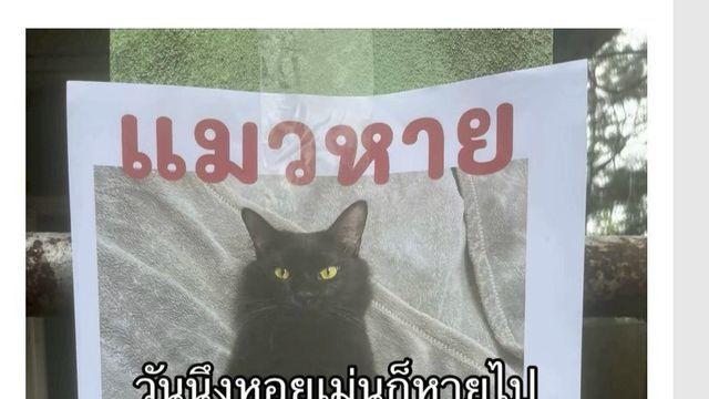 고양이를 잃어버렸고 찾긴 찾았는데..