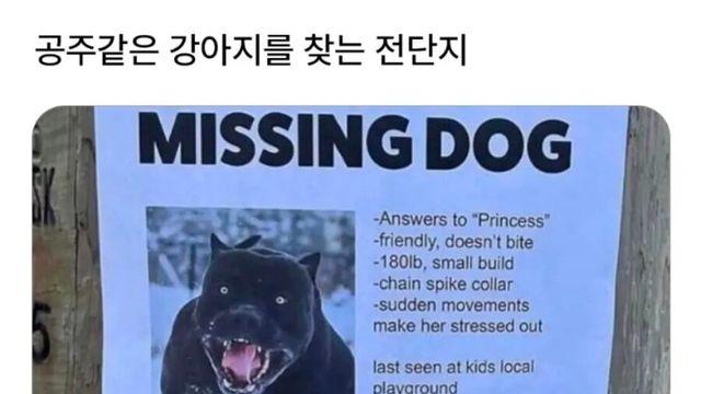 공주같은 강아지를 찾는다는 전단지