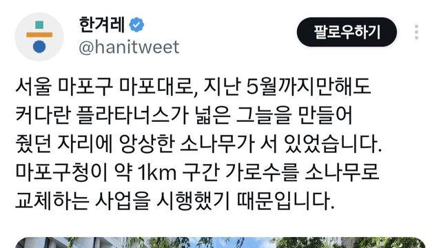 기존 가로수 다 뽑고 소나무 심은 마포대로 가로수 상태