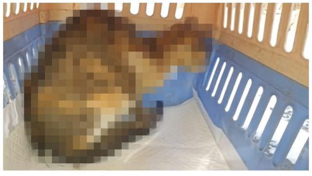 길고양이 토치로 얼굴 화상 입힌 70대 구속영장
