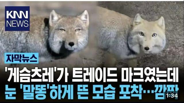 티벳 여우의 반전