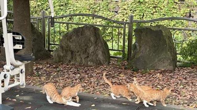 中남성 고양이 1천500마리 학대 의혹…