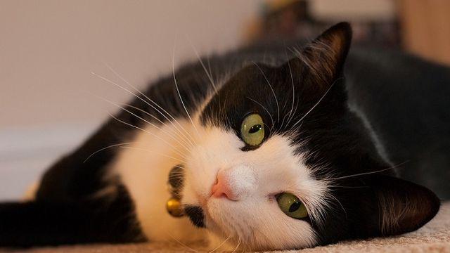 고양이 1,500마리 학대하고 살해한 남성