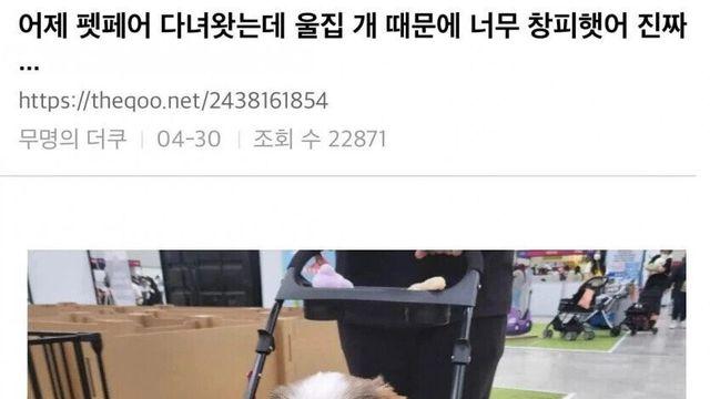 펫 페어 다녀왔는데 울집 개 때문에 너무 창피했어