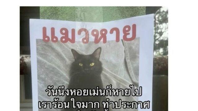 고양이를 잃어버린 태국인