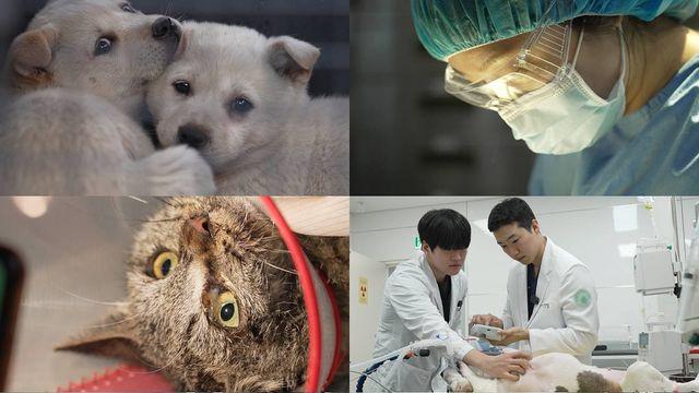 ‘동물농장’ 진료비 단돈 천 원! 오늘(3일) ‘천 원짜리 수의사’ 2부 방송