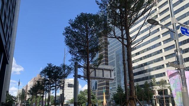 노란 가루의 습격, 송화가루 시기와 차량·실내 관리 꿀팁