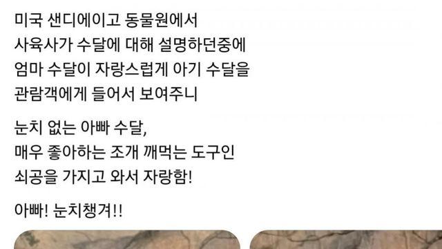 미국 샌디에이고 동물원의 눈치 없는 아빠 수달