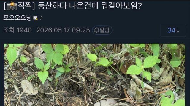 실시간 등산하다 불발탄 주운 군갤럼 