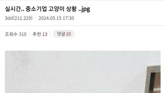 중소기업 고양이 특징