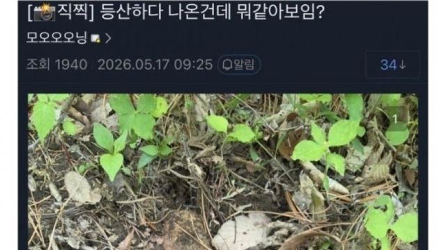 등산하다 불발탄 발견한 군갤럼