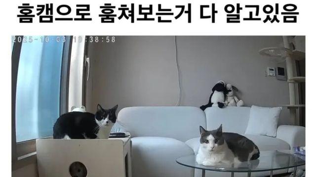 홈캠으로 훔쳐보는거 다 알고있다.jyp