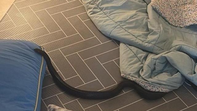 양주 아파트 거실 이불 속에서 1ｍ 넘는 뱀 발견…