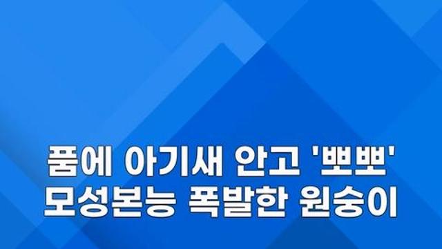 [쇼츠] 길 잃은 아기 새 품은 원숭이…